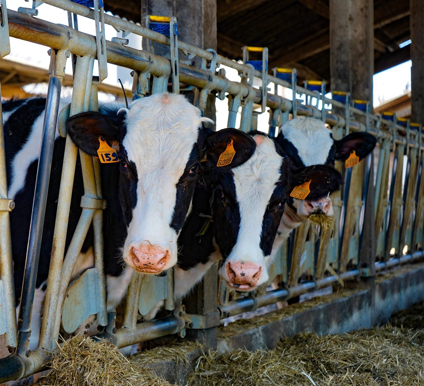 Dairy herd, bovine mastitis